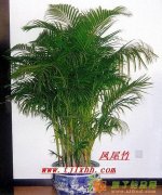 天津绿植租摆，天津绿植租赁，天津花卉租摆，花卉租赁