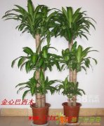 花卉出租-绿植租摆花卉销售