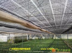 精美小盆栽水榕批发13926072099