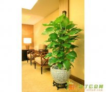 天津花卉绿植销售天津花卉绿植租摆天津花卉绿植租赁天津誉隆