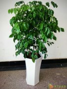 天津绿植租摆网天津花卉绿植销售天津花卉绿植租摆