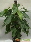 天津植物租赁网