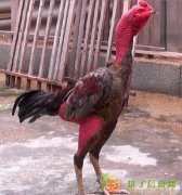 御品黄焖打架鸡米饭培训加盟