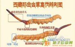 收购礼品过期冬虫夏草 收购闲置礼品