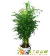 天津植物租摆网18222318328