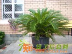 天津绿植销售公司天津绿植租摆公司天津绿植租赁公司