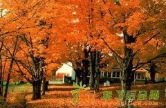 河南普工到澳大利亚做农场工年薪30万