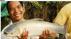 深圳正宗脆肉鲩培训/中山脆肉鲩加盟