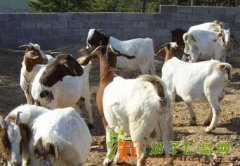 滨州波尔山羊养殖滨州波尔山羊价格滨州养波尔山羊去哪儿引种