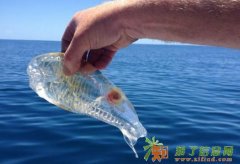 不为下一妙担忧的平凡生活 新西兰可以帮助你