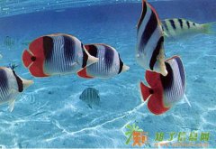 不得不选择海外身份免签周国 那就选择圣基茨移民吧