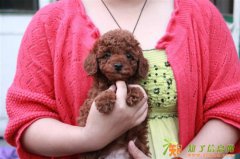 狗场繁殖培育赛级小型泰迪犬