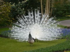 中荷合作带来不满 荷兰移民应如何面对