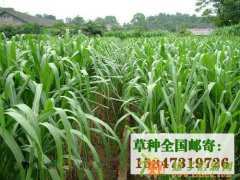 湖北牧草种子养羊种草