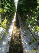 荷兰最让人放心的教育学起 荷兰移民