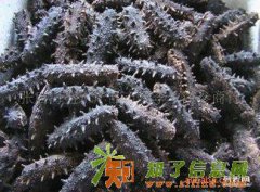 回收5X极草含片13001917195回收冬虫夏草