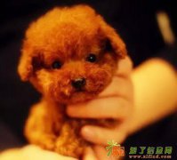 成都泰迪价格丨泰迪犬和贵宾有什么不同丨成都那里有泰迪