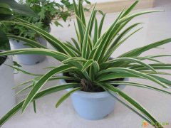 广渠门绿植租摆服务到家