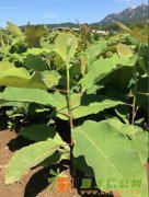 出售纯正宗日本厚朴及乔木紫杉树苗