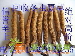 济南回收冬虫夏草13699122255青岛回收冬虫夏草