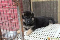 成都德牧价格丨德牧怎么训练丨德牧会咬人吗丨德牧怎么挑选