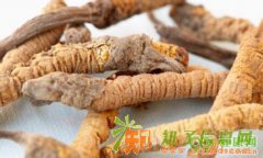 臧森堂冬虫夏草回收13439336999回收冬虫夏草