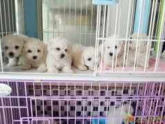 成都比熊价格丨比熊图片丨比熊寿命多长丨比熊怎么养