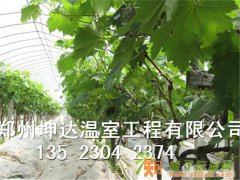 河南大棚种植怎么样？找哪家好？