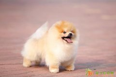 成都博美价格丨博美是不是俊介丨博美好养吗丨博美能长多大