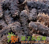 北京回收冬虫夏草1343933一6999重庆收购海参