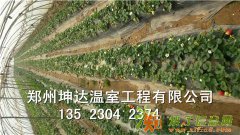 温室建造找业内龙头、坤达农业公司