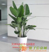 天津花卉租摆公司天津花卉租赁公司天津花卉销售公司