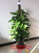 天津绿植租摆服务天津绿植租赁服务天津绿植销售服务