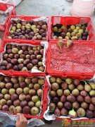 新鲜现场采摘成都尚林无花果农场