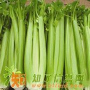 深圳市蔬菜配送盐田区食堂承包粮油冻肉批发蔬菜配送公司