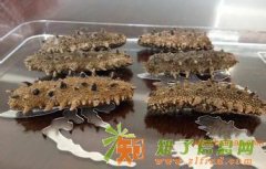 回收青海冬虫夏草13439336999回收淡干海参