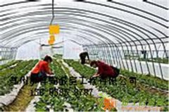 郑州草莓大棚价格郑州草莓大棚建造厂家