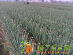 供应大葱。供应山西大葱、供应产地大葱