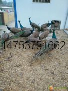 哪里的商品孔雀比较便宜