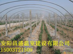 洛阳新型节能蔬菜大棚怎么建的安阳昌盛温室为您解答