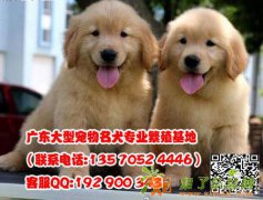 广州狗场直销金毛宠物狗特价广州出售纯种大头美国金毛幼犬