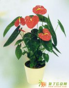 双井绿植租摆写字楼绿植租摆