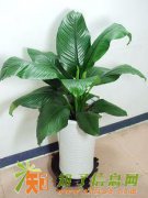 望京绿植租摆服务承诺