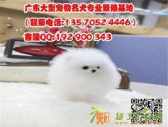 广州哪有卖茶杯犬 在广州养茶杯犬的人多不多