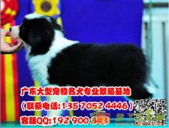 新大犬舍繁殖纯种边境牧羊犬出售 极品智商第一边境牧