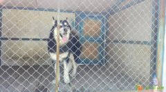 廊坊市区专业提供大中型宠物寄养