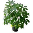 西三旗绿植租摆走进大自然