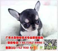 深圳宝安区哪里有卖吉娃娃犬 深圳新大狗场出售墨西哥吉娃娃犬