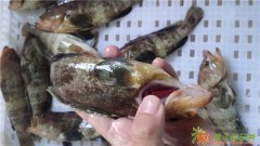 漳州东山野生石斑鱼