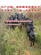 湖南走亲访友送礼送福利的好食品原生态黑山羊肉羊排